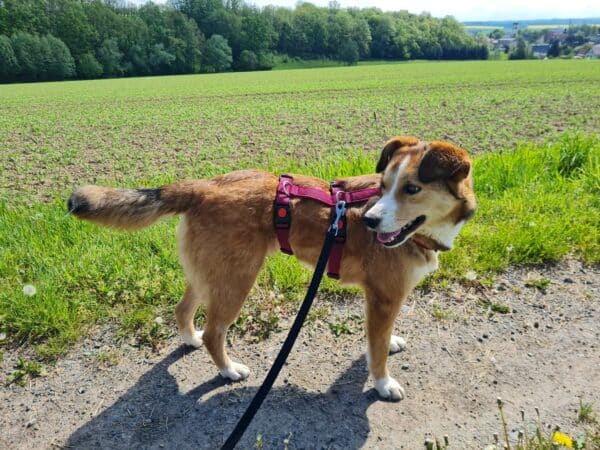 Dina in 08058 Zwickau - vermittelt – Bild 8
