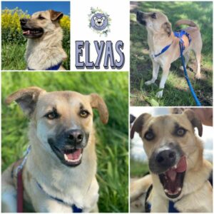 Elyas in 18311 Ribnitz Damgarten *vermittelt*