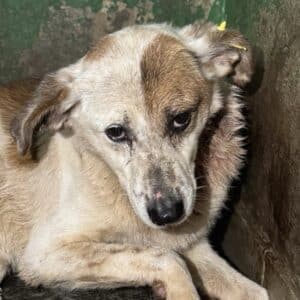 AMARA (♀) - NOTFALL - große Wunde am Hals (11/25)