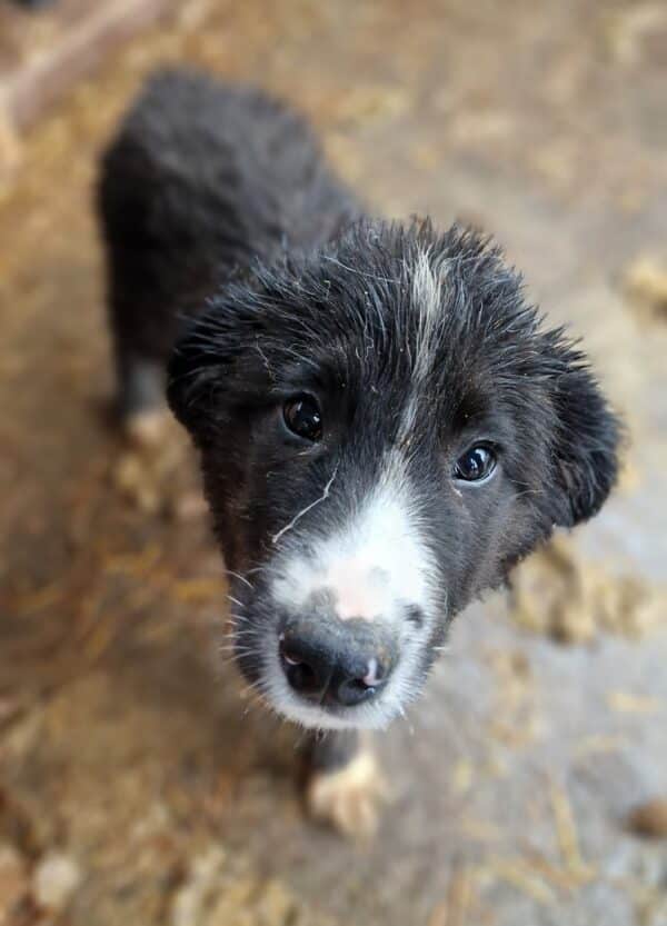 MERCY - reserviert Hundescheune Fläming - vermittelt – Bild 2