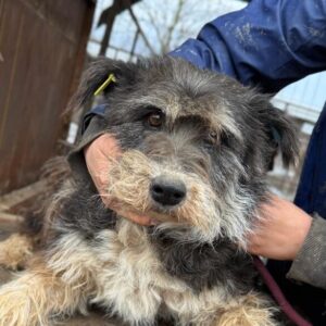 LIESBETH (♀) - stark verfilztes Fell seit 05/24