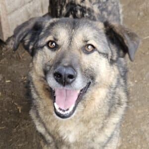 SILVANO (♂) - seit 2023 im Shelter