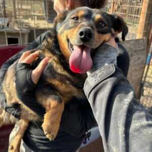 DJUKE - reserviert Tierhilfe Lebenswert DR - vermittelt