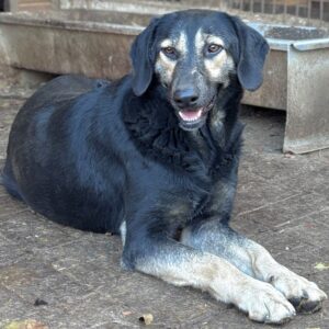 BENNE (♂) - seit 2023 im Shelter