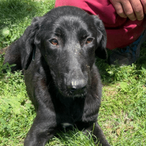 LILLIFEE - ausgereist zum Kinder- und Tierschutzhof Hahnenberg