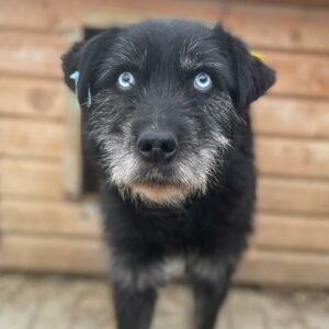 AZULES (♂) - vermisst 11/24