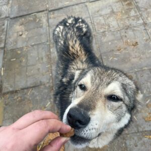 SIANA - vermisst 11/24