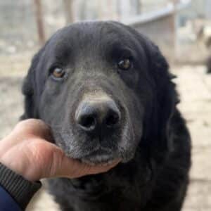 BRAVEHEART (♂) - seit 2022 im Shelter