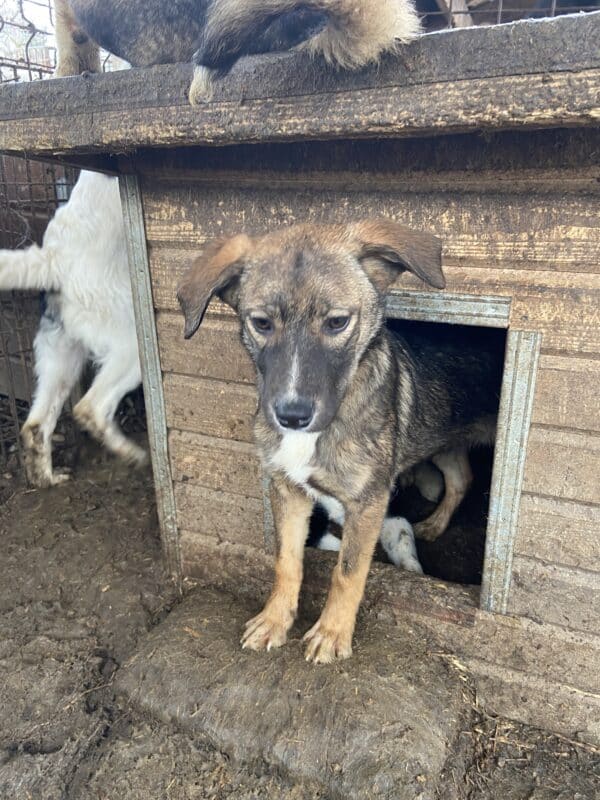 POLLY - med. Notfall - auf PDR PS im PLZ Bezirk 92 *vermittelt*