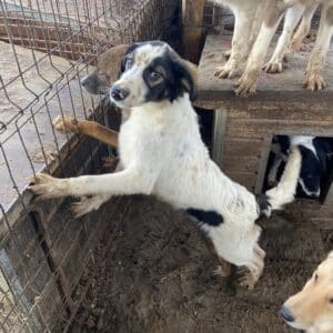 MATEO (♂) - vermisst 11/24