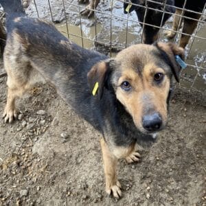 JODIE (♀) - vermisst 11/24