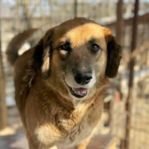 LUPINDA (♀) - seit 2022 im Shelter