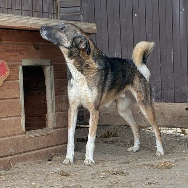 LIEBERO (♂) – Bild 3