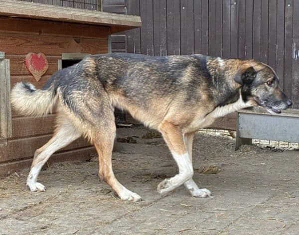 LIEBERO (♂) – Bild 4