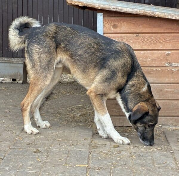 LIEBERO (♂) – Bild 5