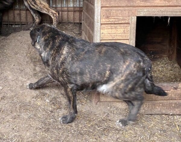 TIA (♀) – Bild 9