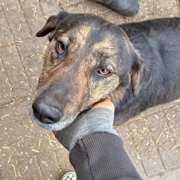PAISLEY (♀) - seit mind. 2023 im Shelter – Bild 2