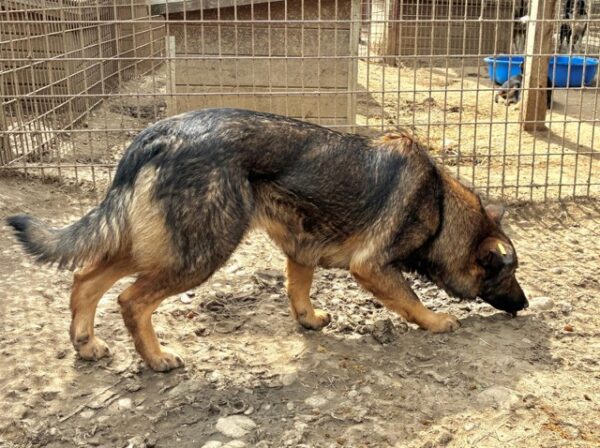 WICKIE (♀) – Bild 11