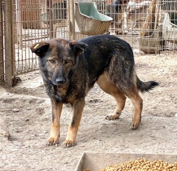 WICKIE (♀) – Bild 3