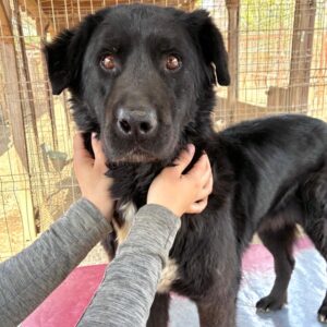 ACHIM (♂) - seit 2022 im Shelter