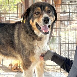 DA VINCI (♂) - seit mind. 2023 im Shelter