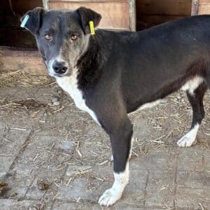 TADEO (♂) - seit mind. 2023 im Shelter