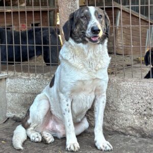 ODY (♂) - seit 2023 im Shelter