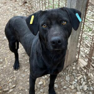 ARAGON - reserviert Tierhilfe Lebenswert DR - vermittelt