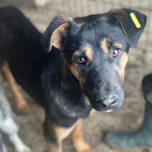 SAMO - reserviert Manuela - vermittelt