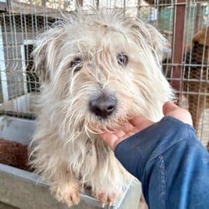 TREATS (♂) - verfilztes Fell