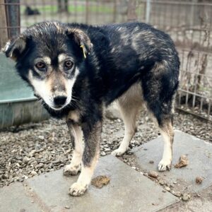 MARBLE - sehr müde - vermittelt Manuela