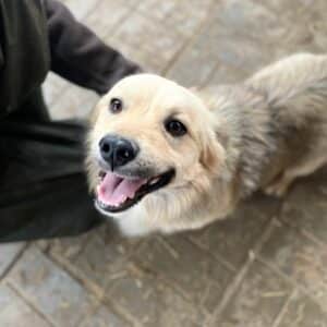 WILKIN - reserviert MD - vermittelt