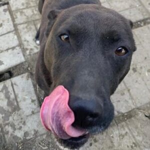 FALINA (♀) - seit mind. 2021 im Shelter