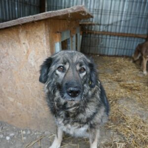 RIKE (♀) - in Rumänien vermittelt 06/24