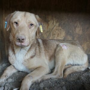 FINO - sehr dünn - vermittelt NH