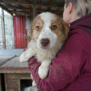 BIENCHEN - reserviert MD - vermittelt