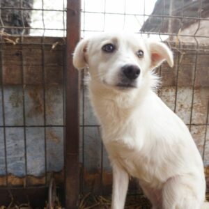 DAJA - linkes Vorderbein amputiert - vermittelt Nadine