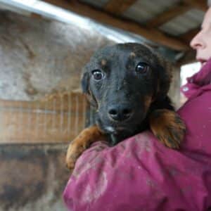 TAZZI - sollte zeitnah ausreisen - vermittelt JW