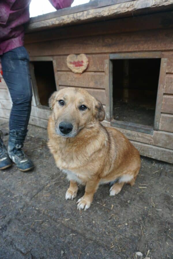 EMILY - reserviert KM - vermittelt – Bild 3