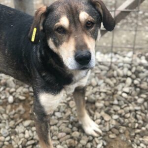 GABRIEL (♂) - vermisst 11/24