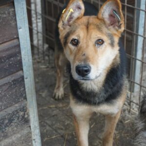 GEIDA - ausgereist zur Tierhilfe Lebenswert