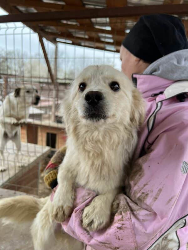 FLOCKI - reserviert TST Rösrath - vermittelt – Bild 2