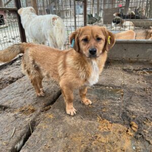 PIETJA - vermisst 11/24