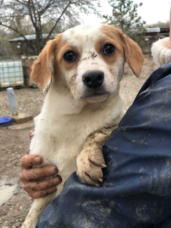 TARY - reserviert Laborbeagle Hilfe e.V. - vermittelt