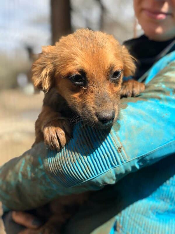 LOUIS (LOTTIE) - reserviert PVA - nach Beißerei in Klinik - vermittelt