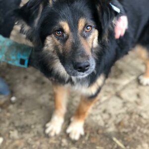 MARIUS - auf PDR PS im PLZ Bezirk 71 - vermittelt