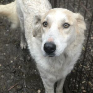 EVITA - reserviert Tierhilfe Lebenswert - vermittelt