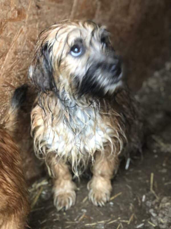 OPALA – reserviert Hundescheune Fläming - vermittelt – Bild 3