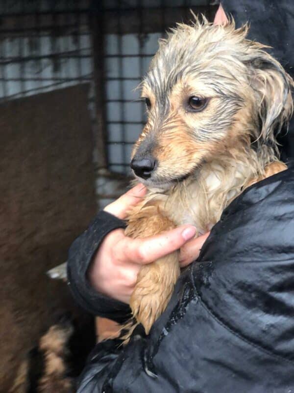 YOLANDA - reserviert Hundescheune Fläming - vermittelt – Bild 2