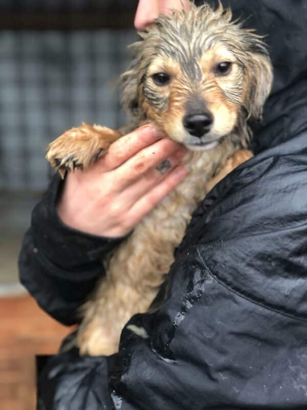 YOLANDA - reserviert Hundescheune Fläming - vermittelt – Bild 4